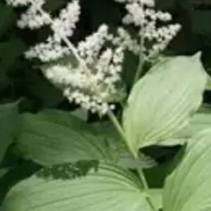 10 False Solomon Seal Bareroot Bulbs - Woodland Garden Perennial, White Flowers, Zones 3-9 - Image 2