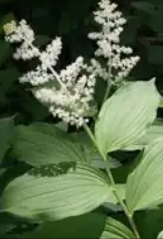 10 False Solomon Seal Bareroot Bulbs - Woodland Garden Perennial, White Flowers, Zones 3-9 - Image 2