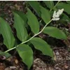 10 False Solomon Seal Bareroot Bulbs - Woodland Garden Perennial, White Flowers, Zones 3-9 - Image 1