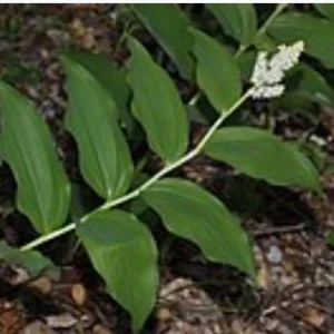 10 False Solomon Seal Bareroot Bulbs - Woodland Garden Perennial, White Flowers, Zones 3-9 - Image 1