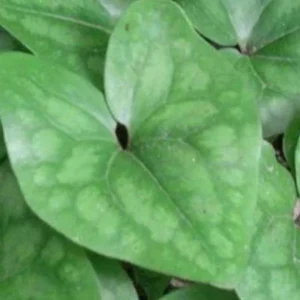 10 Heartleaf Ginger Bareroot Plants - Asarum Perennial Groundcover - Image 2