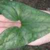 10 Heartleaf Ginger Bareroot Plants - Asarum Perennial Groundcover - Image 1