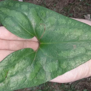 10 Heartleaf Ginger Bareroot Plants - Asarum Perennial Groundcover - Image 1
