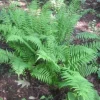 10 Ostrich Fern Bareroot Plants – Native Perennial – Green Fronds – Zones 4-8 - Image 1