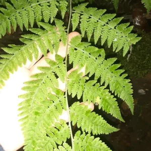 10 Ostrich Fern Bareroot Plants – Native Perennial – Green Fronds – Zones 4-8 - Image 2