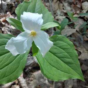 10 White Trillium Bulbs - Trillium Grandiflorum, Wake Robin, Zones 4-8 - Image 2
