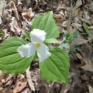 10 White Trillium Bulbs - Trillium Grandiflorum, Wake Robin, Zones 4-8 - Image 3