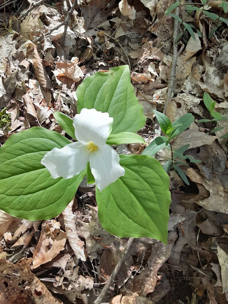 10 White Trillium Bulbs - Trillium Grandiflorum, Wake Robin, Zones 4-8 - Image 3