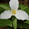 10 White Trillium Bulbs - Trillium Grandiflorum, Wake Robin, Zones 4-8 - Image 1
