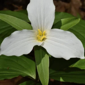 10 White Trillium Bulbs - Trillium Grandiflorum, Wake Robin, Zones 4-8 - Image 1