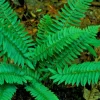 2 Christmas Fern Root/Rhizomes - Native Shade Fern Plant - Zones 3-9 - Image 1