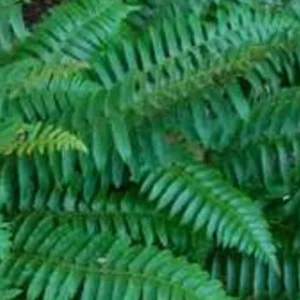 2 Christmas Fern Root/Rhizomes - Native Shade Fern Plant - Zones 3-9 - Image 7