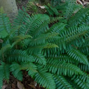 2 Christmas Fern Root/Rhizomes - Native Shade Fern Plant - Zones 3-9 - Image 9