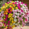 2 Double Moss Rose Portulaca Live Plants – Ground Cover, Full Sun, Zones 9-11 - Image 1
