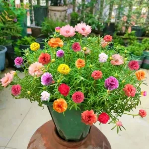 2 Double Moss Rose Portulaca Live Plants – Ground Cover, Full Sun, Zones 9-11 - Image 5