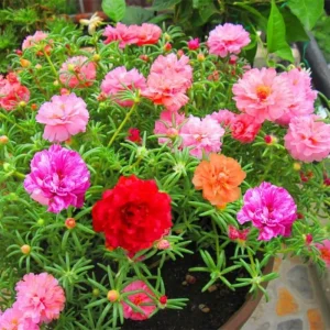 2 Double Moss Rose Portulaca Live Plants – Ground Cover, Full Sun, Zones 9-11 - Image 6