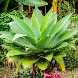 2 Green Agave Live Plants - Outdoor Succulent, 4 Inch Pot, 3-5 Inches Tall - Image 2