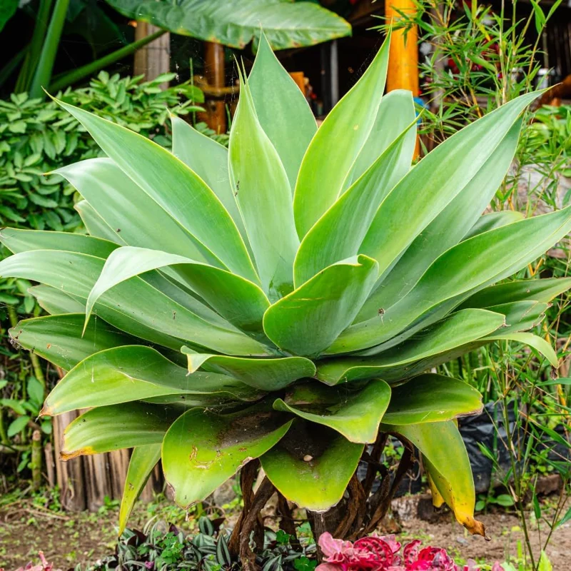 2 Green Agave Live Plants - Outdoor Succulent, 4 Inch Pot, 3-5 Inches Tall - Image 2
