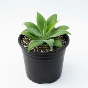 2 Green Agave Live Plants - Outdoor Succulent, 4 Inch Pot, 3-5 Inches Tall - Image 5