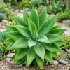 2 Green Agave Live Plants - Outdoor Succulent, 4 Inch Pot, 3-5 Inches Tall - Image 1