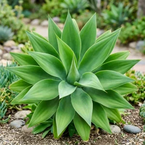 2 Green Agave Live Plants - Outdoor Succulent, 4 Inch Pot, 3-5 Inches Tall - Image 1