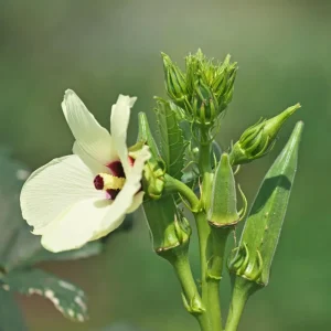 2 Green Okra Live Plants, 4-6 Inch Tall, Potted Starter Vegetable Plants - Image 5