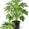 2 Green Okra Live Plants, 4-6 Inch Tall, Potted Starter Vegetable Plants - Image 1