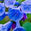 20 Virginia Bluebells Bare Root Plants - Spring Wildflower Perennials - Image 1