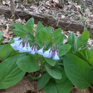 20 Virginia Bluebells Bare Root Plants - Spring Wildflower Perennials - Image 7