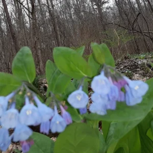 20 Virginia Bluebells Bare Root Plants - Spring Wildflower Perennials - Image 8