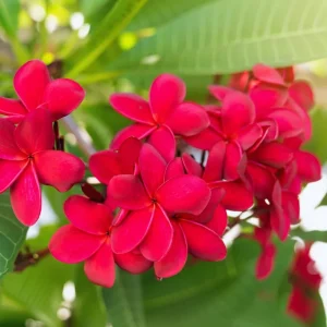 3 Assorted Plumeria Live Cuttings - 10-12 Inch Hardy Tropical Plant - Image 2