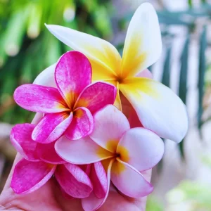 3 Assorted Plumeria Live Cuttings - 10-12 Inch Hardy Tropical Plant - Image 3