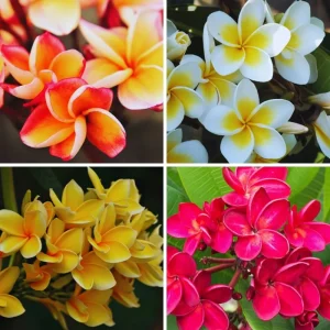 3 Assorted Plumeria Live Cuttings - 10-12 Inch Hardy Tropical Plant - Image 1