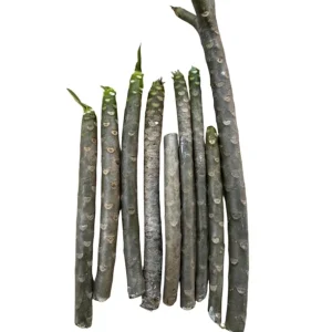 3 Mixed Plumeria Cuttings - Tropical Frangipani Live Plant, Ready to Root, Outdoor Growing - Image 3