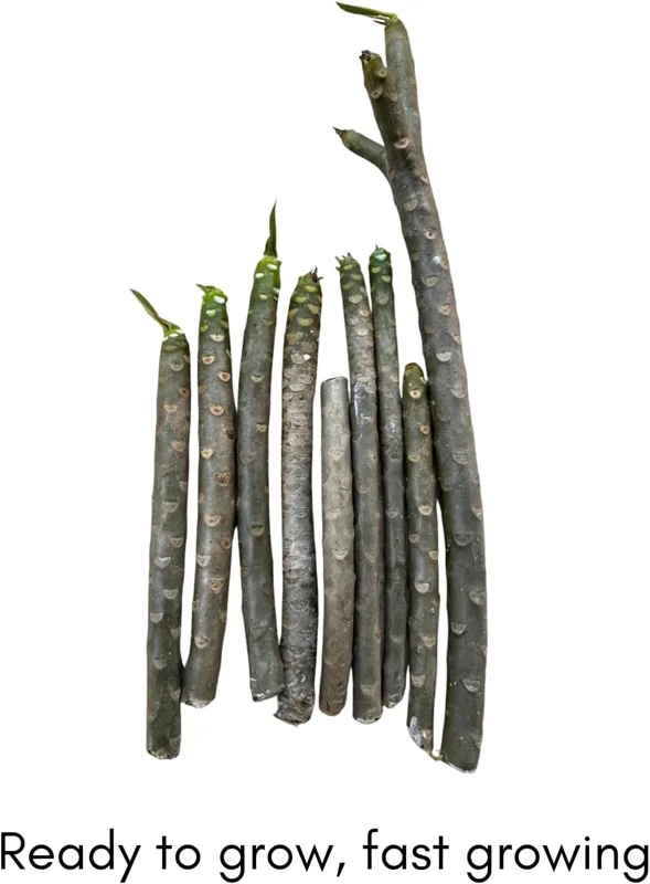 3 Mixed Plumeria Cuttings - Tropical Frangipani Live Plant, Ready to Root, Outdoor Growing - Image 3