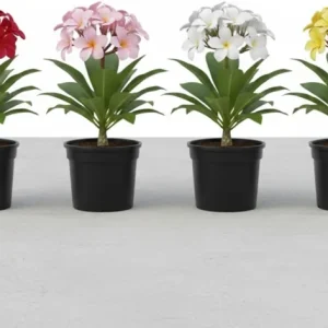 3 Mixed Plumeria Cuttings - Tropical Frangipani Live Plant, Ready to Root, Outdoor Growing - Image 6
