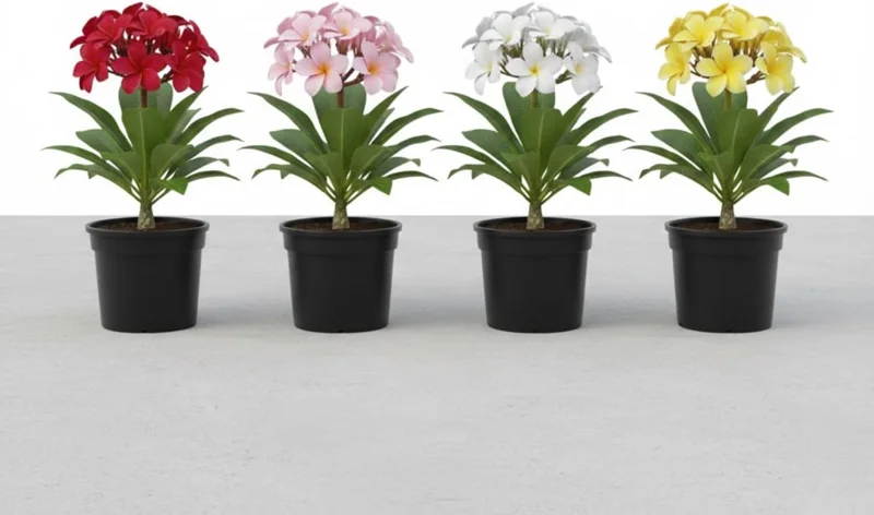 3 Mixed Plumeria Cuttings - Tropical Frangipani Live Plant, Ready to Root, Outdoor Growing - Image 6