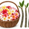 3 Mixed Plumeria Cuttings - Tropical Frangipani Live Plant, Ready to Root, Outdoor Growing - Image 1