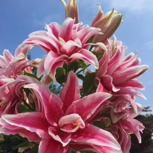 3 Pink Daylily Bulbs for Planting - Large Perennial Flower, Outdoor Garden - Image 2