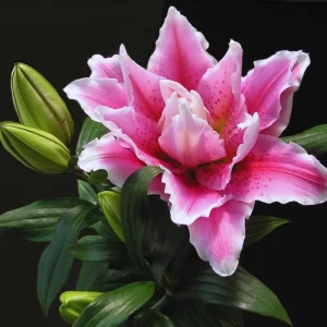 3 Pink Daylily Bulbs for Planting - Large Perennial Flower, Outdoor Garden - Image 3