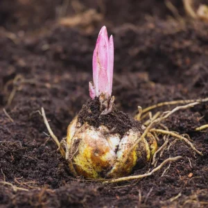 3 Pink Daylily Bulbs for Planting - Large Perennial Flower, Outdoor Garden - Image 4