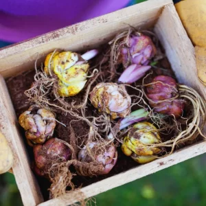 3 Pink Daylily Bulbs for Planting - Large Perennial Flower, Outdoor Garden - Image 5