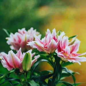 3 Pink Daylily Bulbs for Planting - Large Perennial Flower, Outdoor Garden - Image 6