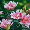 3 Pink Daylily Bulbs for Planting - Large Perennial Flower, Outdoor Garden - Image 1