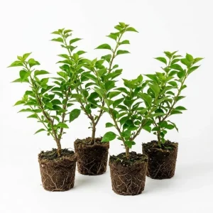 4 Pack Mixed Bougainvillea Live Plants 5-8" - Colorful Tropical Perennial Vine Outdoor - Image 2