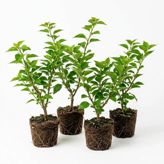 4 Pack Mixed Bougainvillea Live Plants 5-8" - Colorful Tropical Perennial Vine Outdoor - Image 2