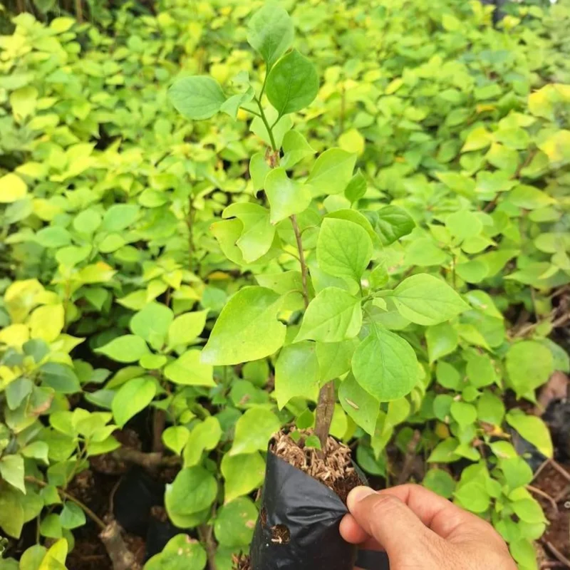4 Pack Mixed Bougainvillea Live Plants 5-8" - Colorful Tropical Perennial Vine Outdoor - Image 3