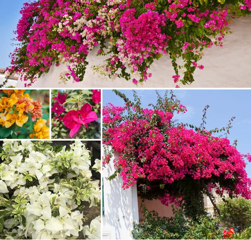 4 Pack Mixed Bougainvillea Live Plants 5-8" - Colorful Tropical Perennial Vine Outdoor - Image 4