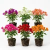 4 Pack Mixed Bougainvillea Live Plants 5-8" - Colorful Tropical Perennial Vine Outdoor - Image 1