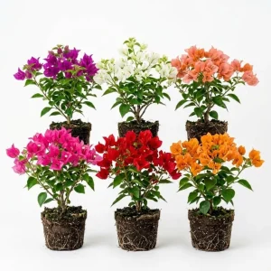 4 Pack Mixed Bougainvillea Live Plants 5-8" - Colorful Tropical Perennial Vine Outdoor - Image 1